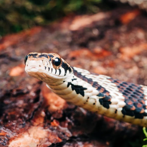 Interpreting The Dream Of A Venomous Snake