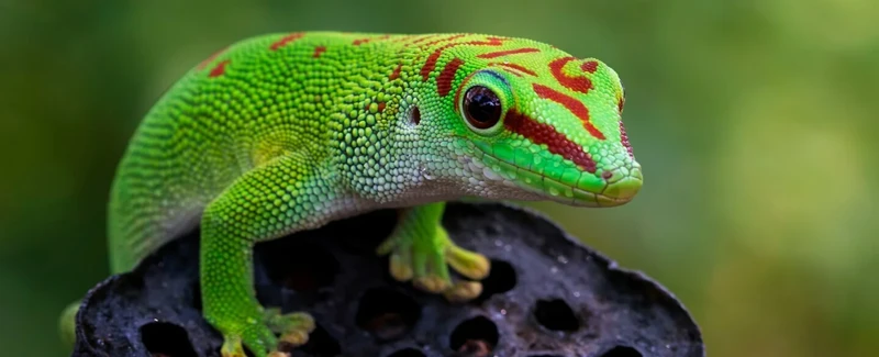 Interpreting The Presence Of Geckos In Dreams