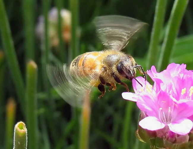 Interpreting Your Bee-Related Dreams