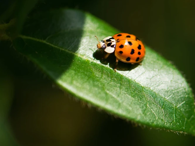 Ladybug Symbolism And Folklore
