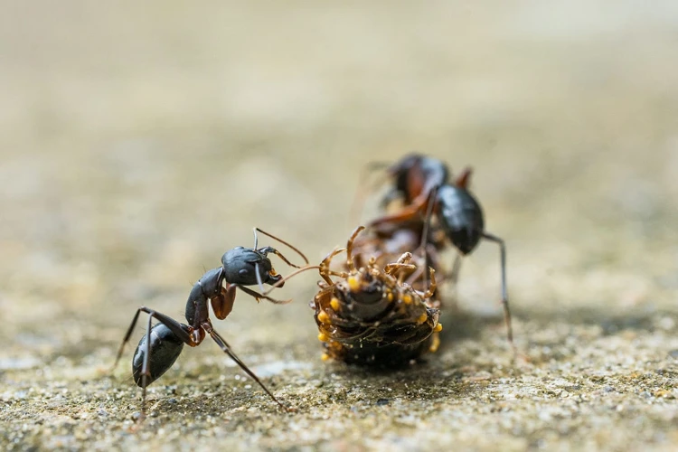 Meaning And Symbolism Of Ants In Dreams