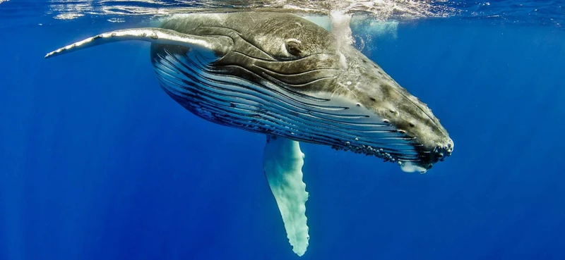 Meaning Of Dreams About Swimming With Whales