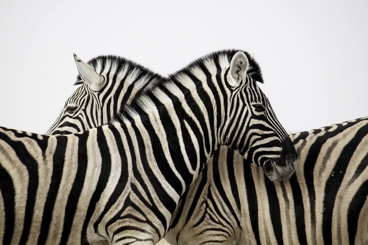 Meaning Of Zebras In Dreams