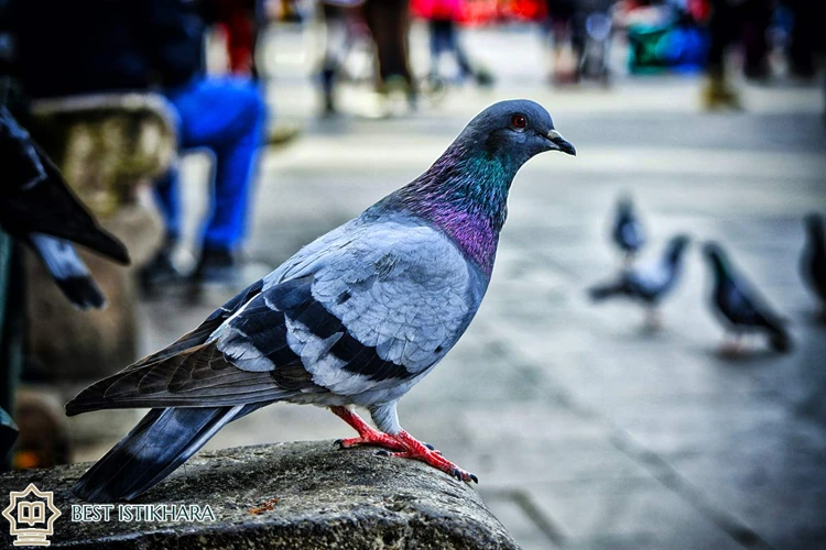 Pigeons: A Brief Overview