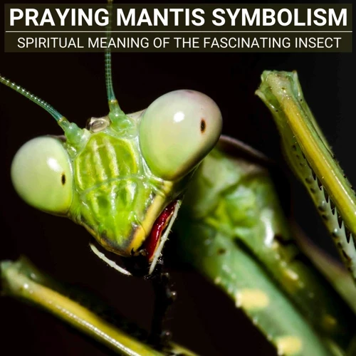 Positive And Negative Praying Mantis Dream Interpretations