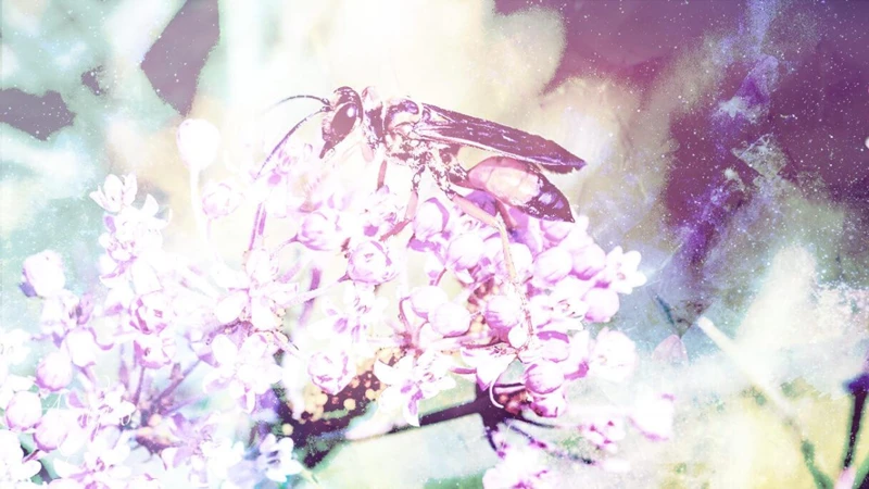Positive Interpretations Of Wasps In Dreams