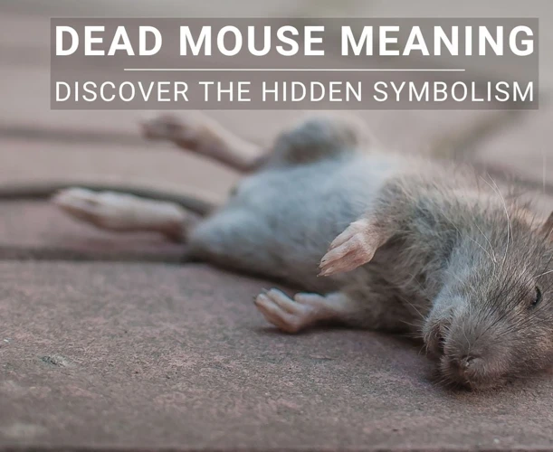 Possible Meanings Of Dead Mouse Dreams