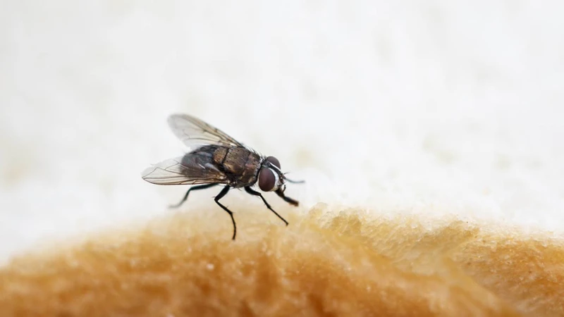 Psychological Analysis Of Dreaming About Killing Flies