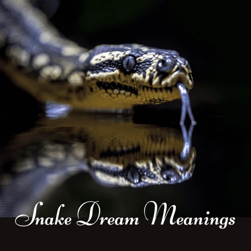 Psychological Interpretations Of Snake Dreams