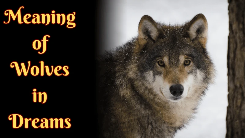 Religious And Spiritual Significance Of Wolf Dreams