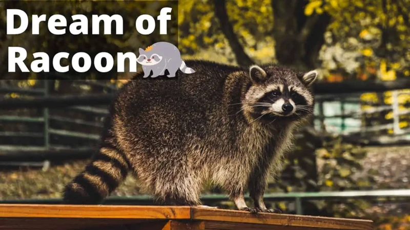 Significance Of Fighting A Raccoon Dream
