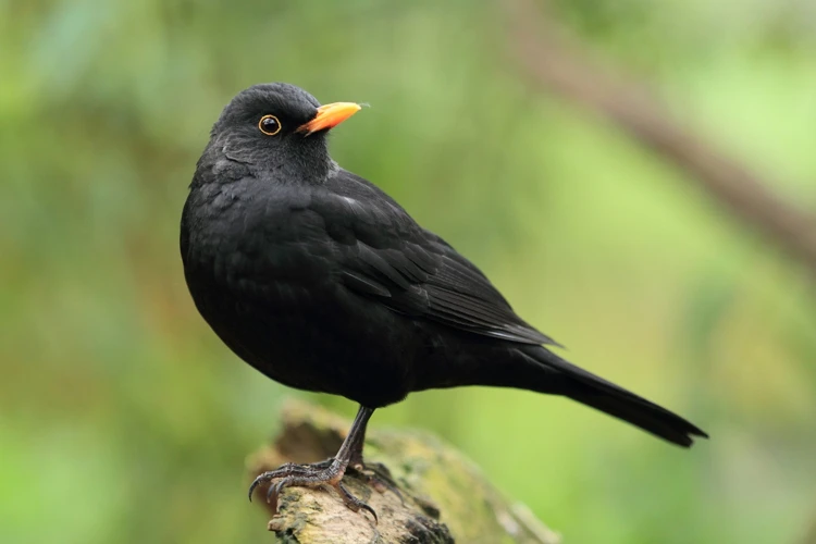 Specific Black Bird Types