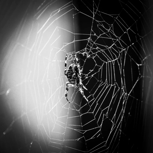 Spider Infestation Dream Interpretation