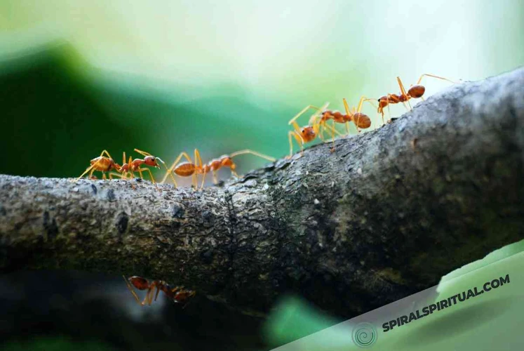 Symbolic Meanings Behind Ant Dreams