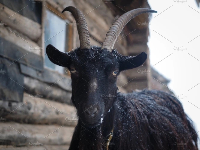 Symbolism Of A Black Goat