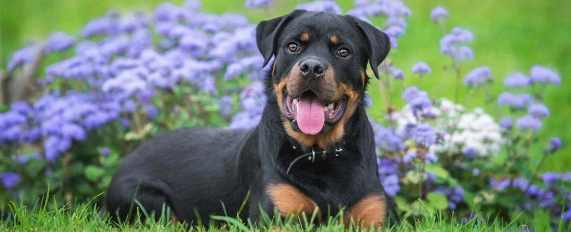 Symbolism Of A Rottweiler In Dreams