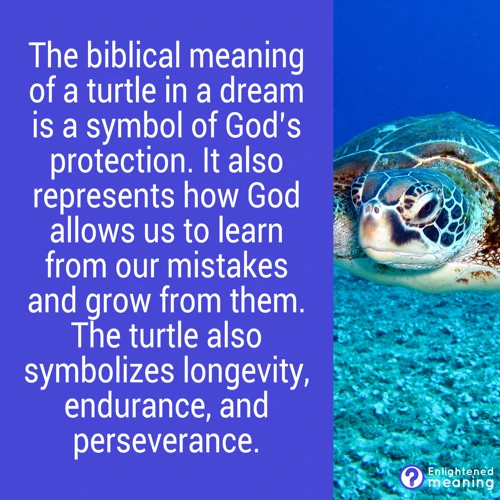 Symbolism Of A Turtle