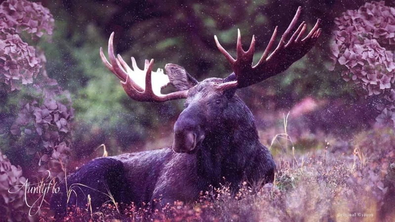 Symbolism Of Baby Moose