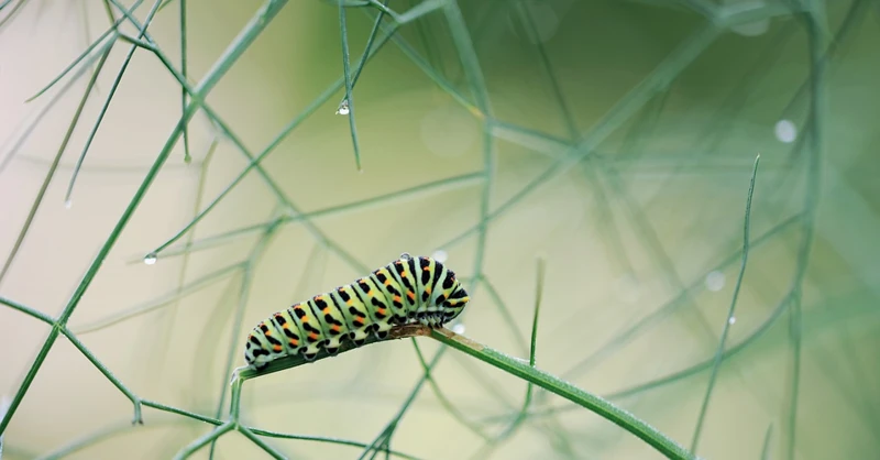 Symbolism Of Caterpillars