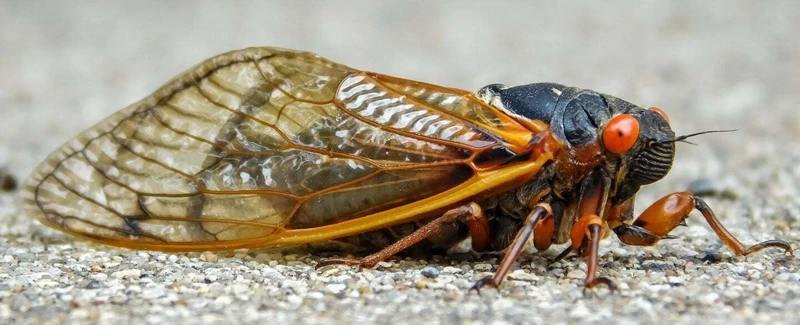 Symbolism Of Cicadas