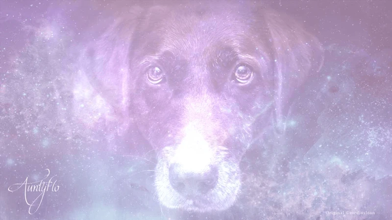 Symbolism Of Dogs In Dreams