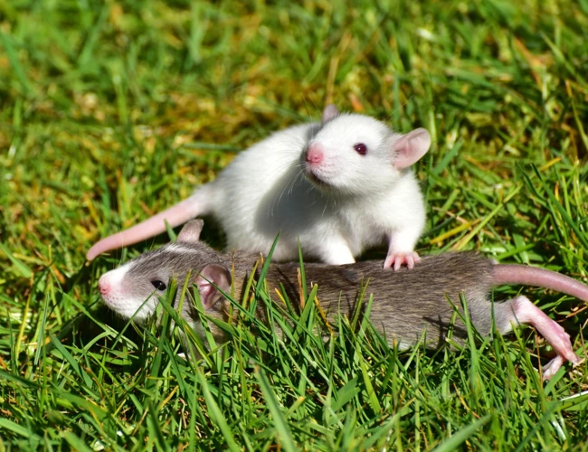 Symbolism Of Dreaming Of White Rats
