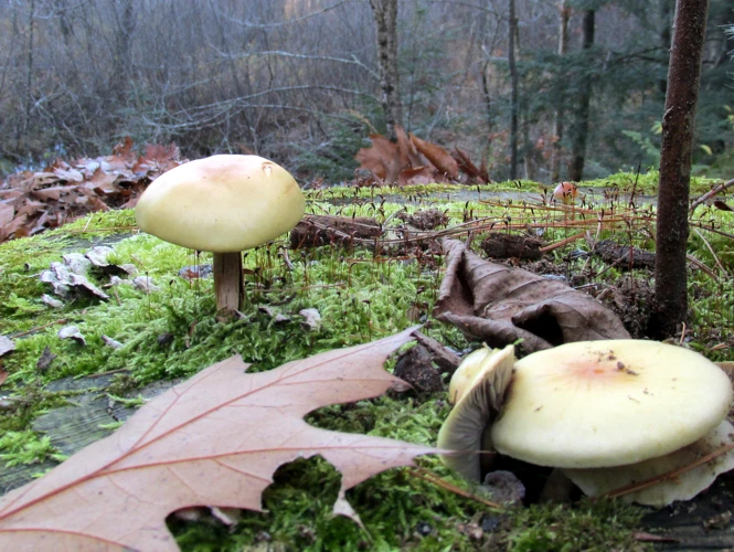 The Emotional Context Of Mushroom Dreams