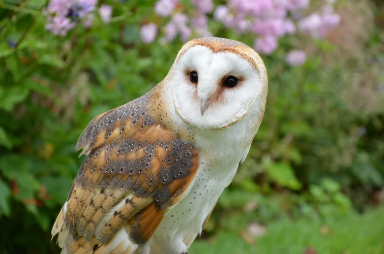 The Meaning Of Baby Owls In Dreams