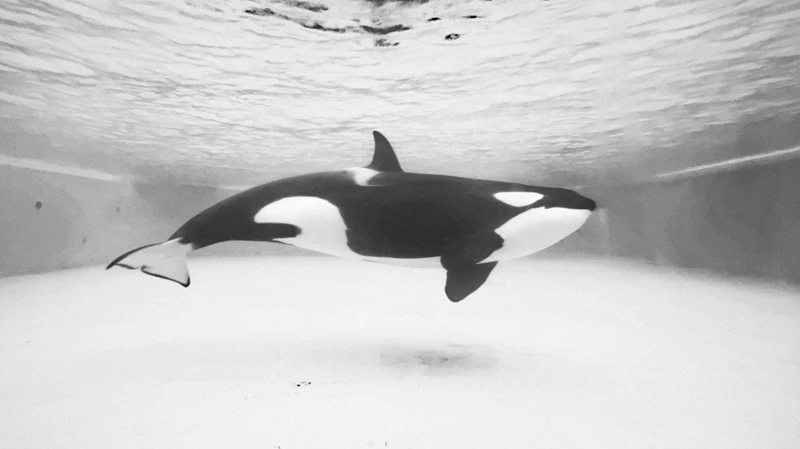 The Power And Symbolism Of Orcas