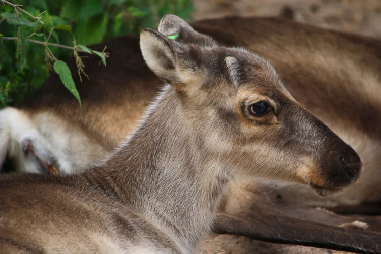 The Spiritual Significance Of Baby Deer Dreams