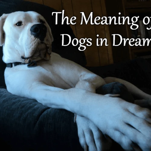 The Symbolic Interpretation Of Dogs In Dreams