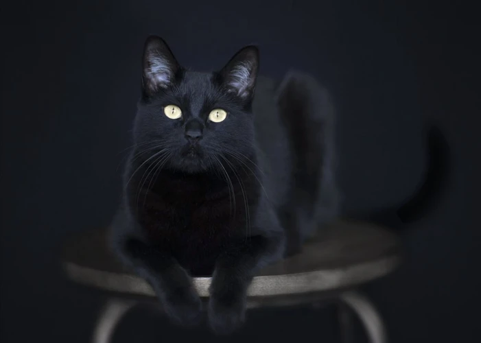 The Symbolic Meaning Of Black Cats