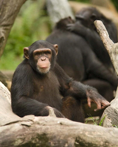 The Symbolic Meaning Of Chimpanzees