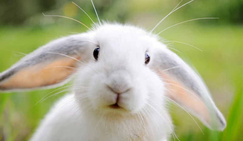 The Symbolic Significance Of Rabbits