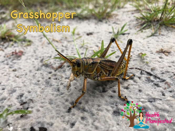 The Symbolism Of Grasshopper Dreams