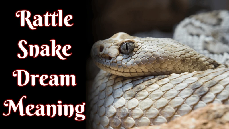 The Symbolism Of Rattlesnakes