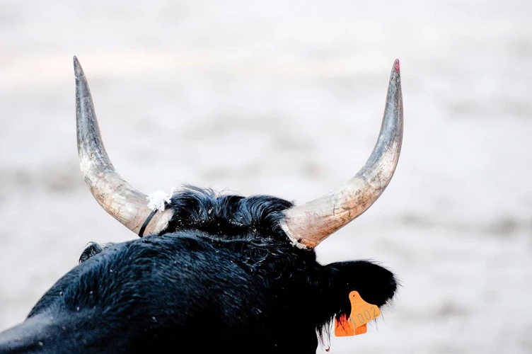 Understanding Bull Attacks In Dreams