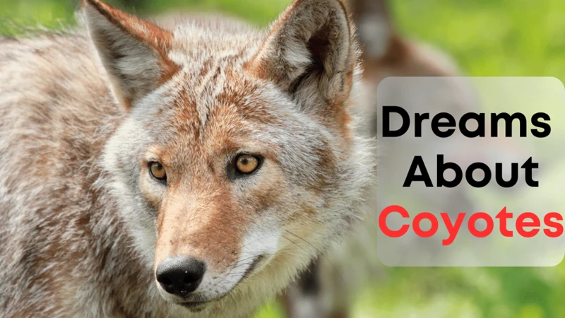 Understanding Coyote Dreams