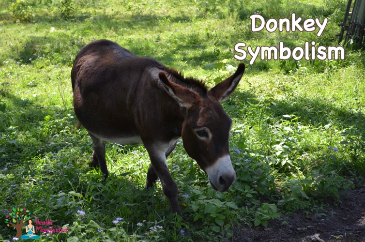 Understanding Donkey Symbolism