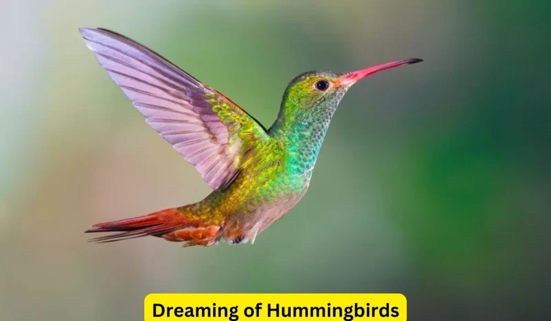 Understanding Hummingbird Symbolism