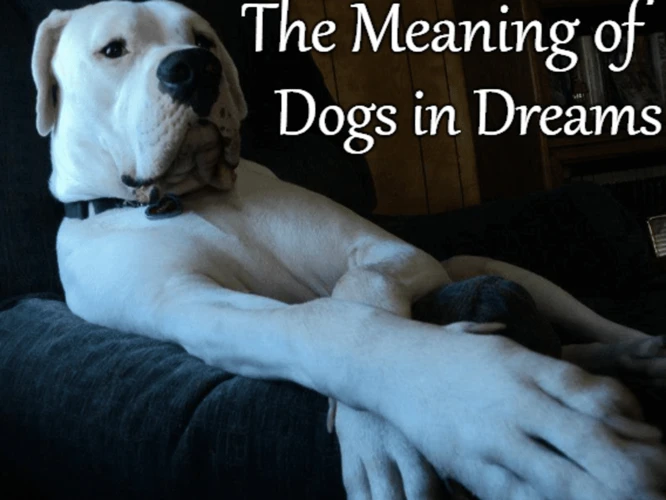 Understanding White Dogs In Dreams