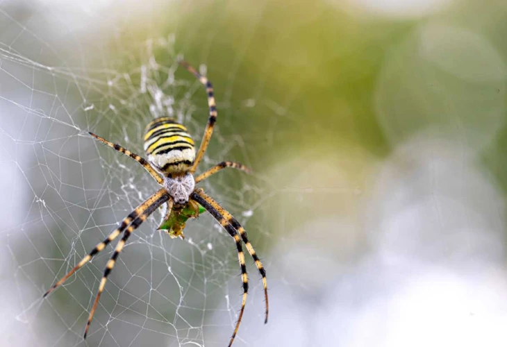 What Are Cobwebs?