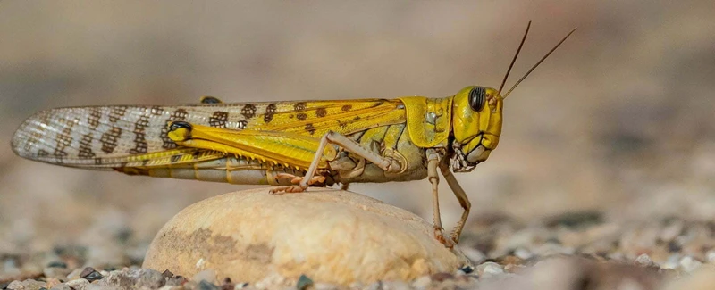 What Do Locusts Represent?
