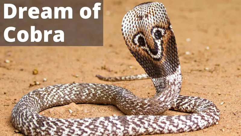 What Does A Cobra Represent?