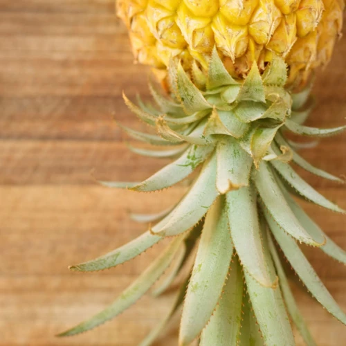 What Does A Pineapple Symbolize?