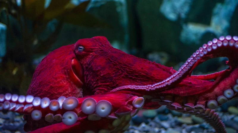 What Does An Octopus Symbolize?