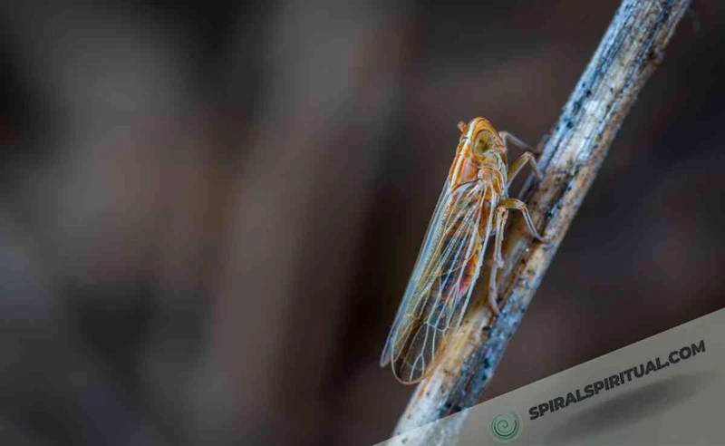 What Influences Dreams About Cicadas?