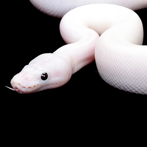 White Snakes In Dreams